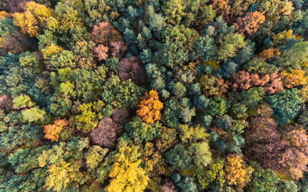 Transform Forest Inventory Management with Geospatial Analytics